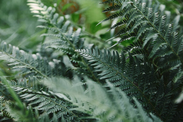 selective focus of green ferns leaves in garden