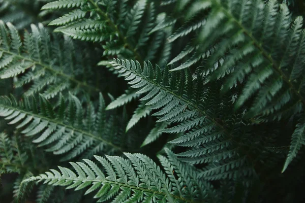 Close Beautiful Dark Green Ferns Leaves Garden — Stock Photo, Image