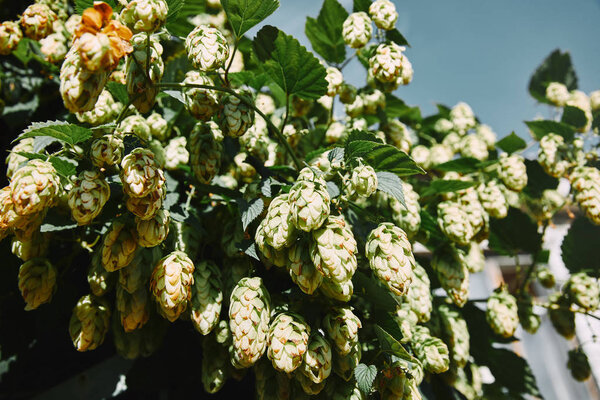 low angle view of hop cones and green leaves in garden