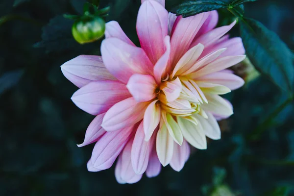 สวยงามส ขาวและส Chrysanthemum ในสวน — ภาพถ่ายสต็อก