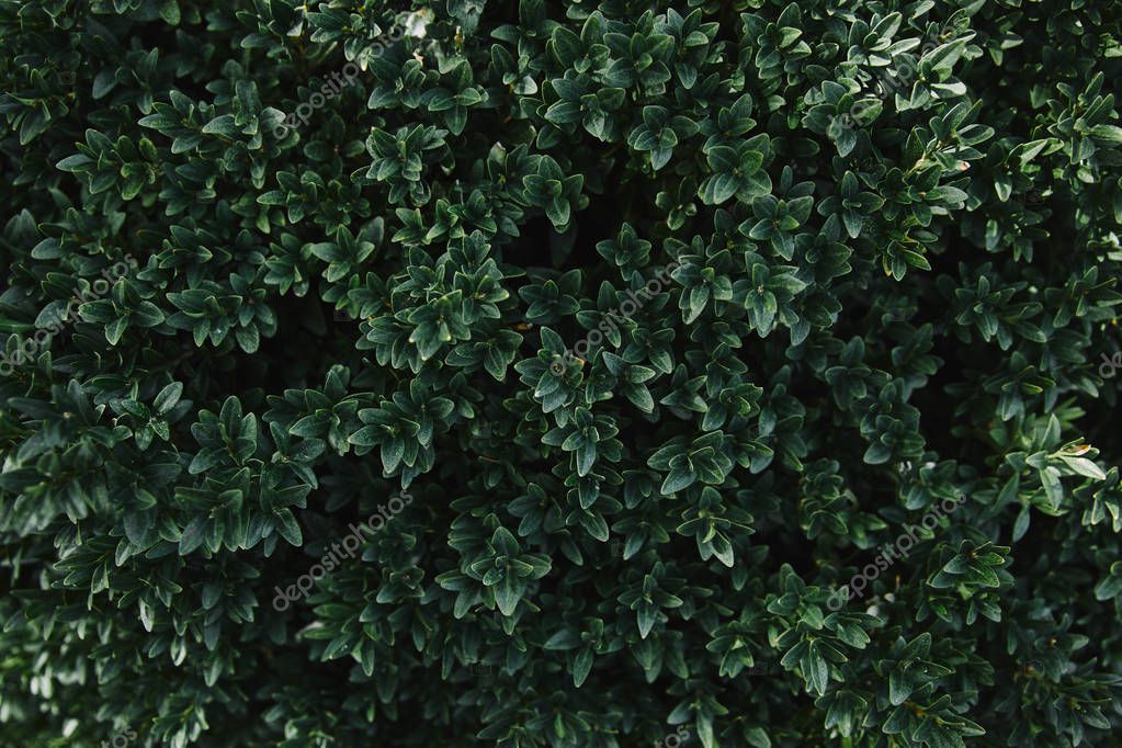 bush #hashtag