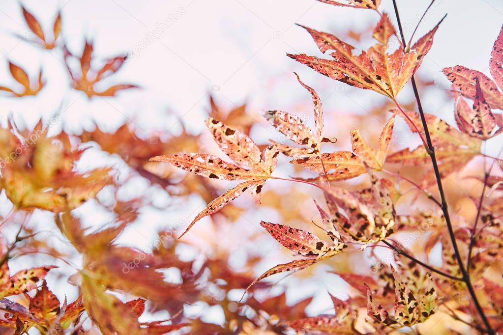 Selective focus of autumnal orange foliage on tree branches in park