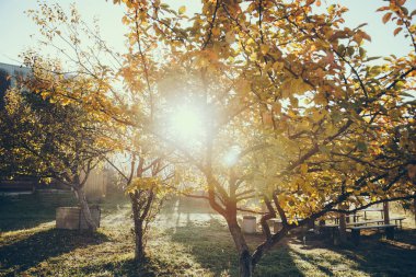 Güneş parlıyor sonbahar altın ağaç bahçe, Karpatlar, Ukrayna
