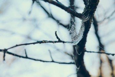Örümcek Web ağacın önünde mavi gökyüzü üzerinde yakın çekim vurdu