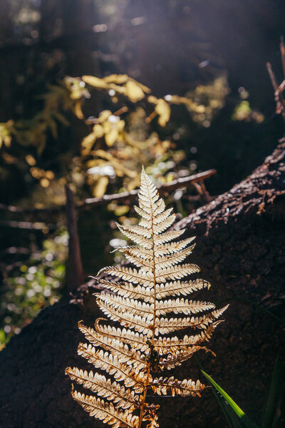 close-up shot of fern branch in mountain forest under sunlight, Carpathians, Ukraine