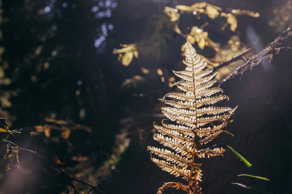 Yakın Çekim Shot Fern Şube Dağ Orman Altında Güneş Işığı — Stok fotoğraf