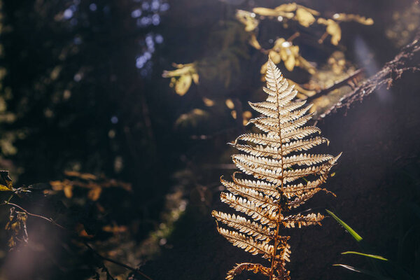 close-up shot of fern branch in mountain forest under sunshine, Carpathians, Ukraine
