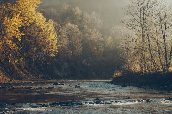 dramatic shot of mountain river and beautiful golden trees, Carpathians, Ukraine