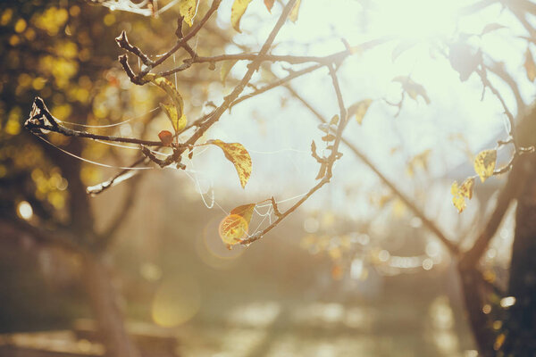 close-up shot of spider web on tree branch with golden leaves in front of shining sun