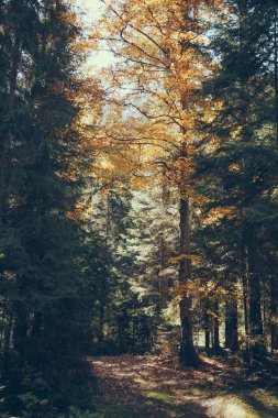 fall scenic mountain forest in Carpathians, Ukraine clipart