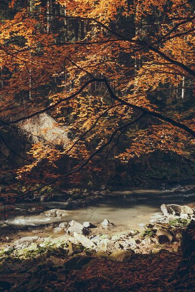 fast mountain river in autumnal forest, Carpathians, Ukraine
