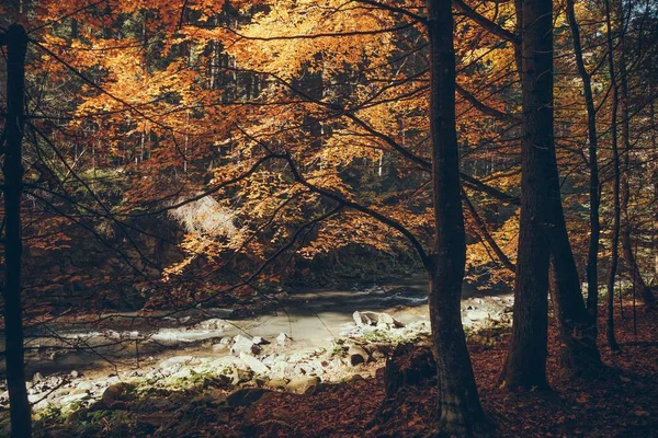 Гірська Річка Осінній Ліс Карпати Україна — стокове фото