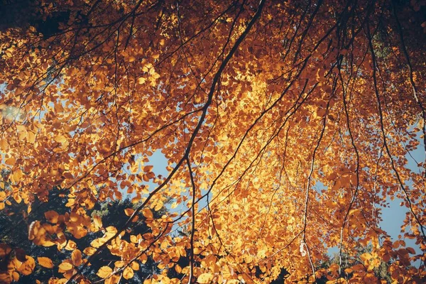 Нижній Подання Autumnal Дерево Листя Перед Синє Небо Карпати Україна — стокове фото