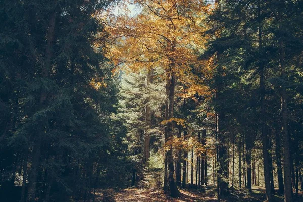 Herbstlich Malerischer Bergwald Den Karpaten Ukraine — Stockfoto