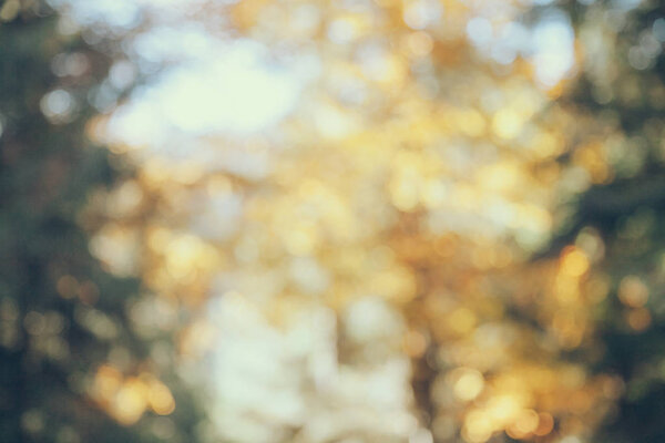 blurred shot of autumnal forest for background