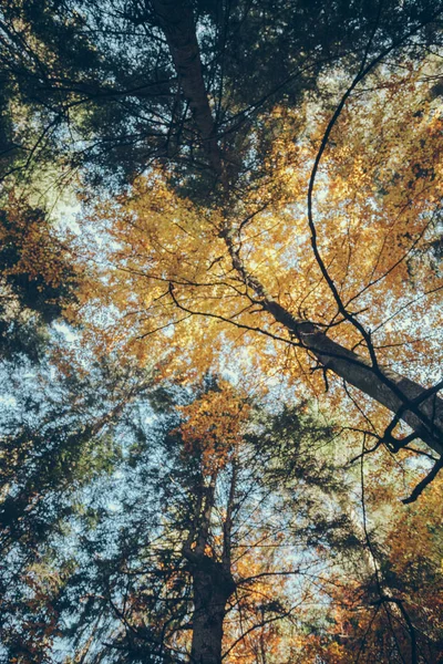 bottom view of autumnal forest in front of blue sky, Carpathians, Ukraine