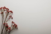 fehér háttér piros holly bogyók felülnézet