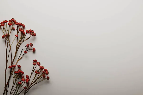 Вид Зверху Червоні Ягідки Холлі Білому Тлі — стокове фото