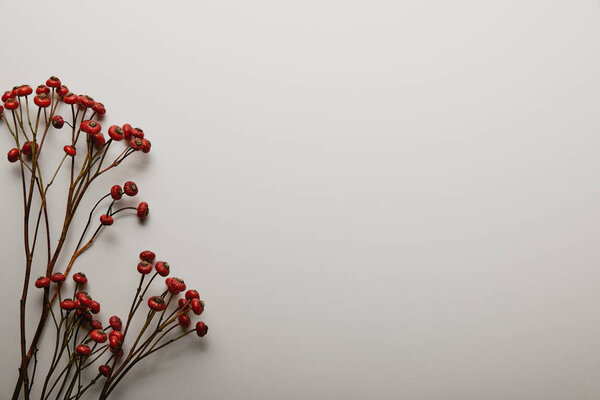 top view of red holly berries on white background