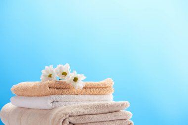 close-up view of beautiful chamomiles on pile of clean soft towels isolated on blue  clipart
