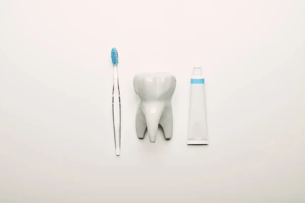 平放置与牙齿模型 牙刷和粘贴安排在白色背景 牙科护理概念 — 图库照片