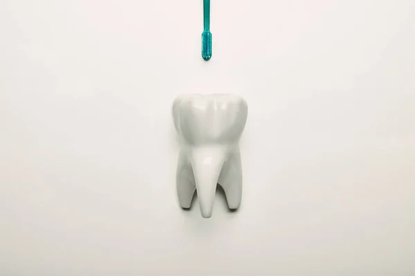 Top View Tooth Model Toothbrush White Backdrop — Stock Photo, Image