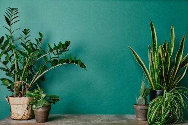 Different plants on rusty table on green background clipart