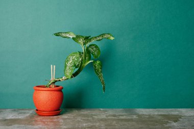 Plant in orange flowerpot on green background clipart