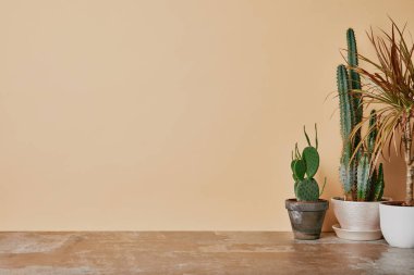 Farklı bitki saksıları bej renkli arka plan üzerinde tozlu tablo içinde