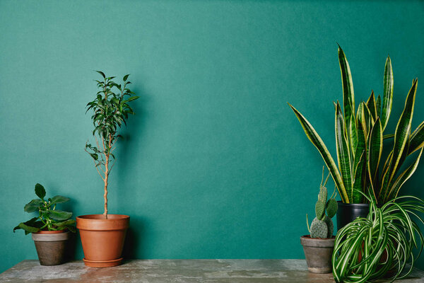 Various plants in flowerpots on green background