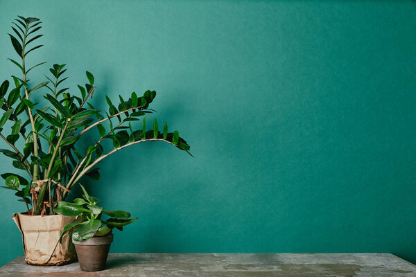 Plants in flowerpots on dusty table on green background