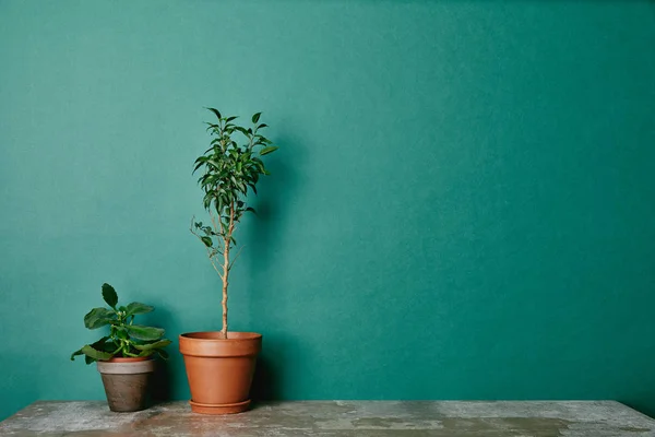 Duas Plantas Vasos Flores Fundo Verde — Fotografia de Stock