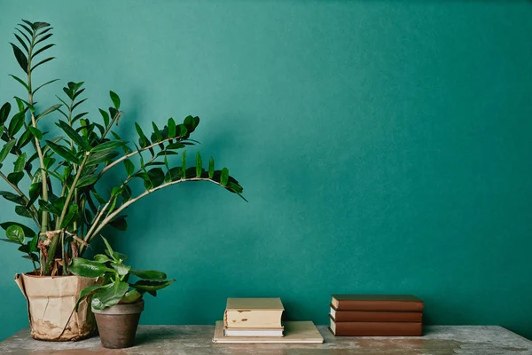 plants in flowerpots  and books on green background
