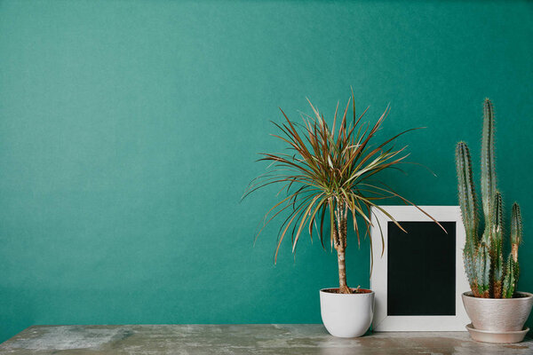 Two plant in flowepots and white empty photo frame on green background