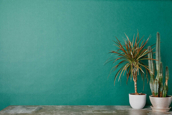Two plants in pots on dusty table on green background