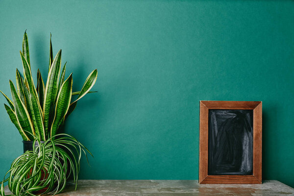 Plants in flowerpots and empty photo frame on dusty table  green background