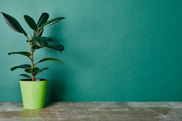 Ficus Φυτό Γλάστρα Πράσινο Φόντο — Φωτογραφία Αρχείου