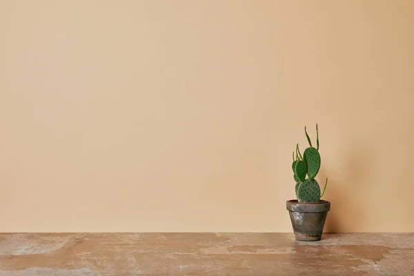 Кактус Цветочном Горшке Пыльном Столе Бежевом Фоне — Бесплатное стоковое фото