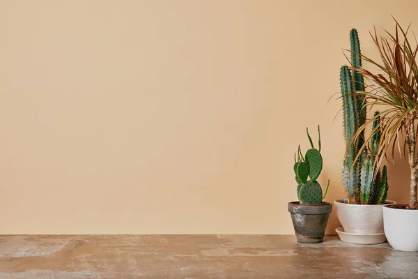 Различные Растения Цветочных Горшках Пыльном Столе Бежевом Фоне — стоковое фото