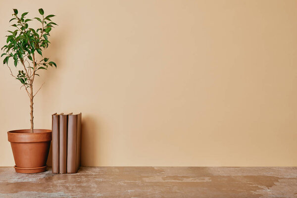 Plant and books on dusty table on beige background