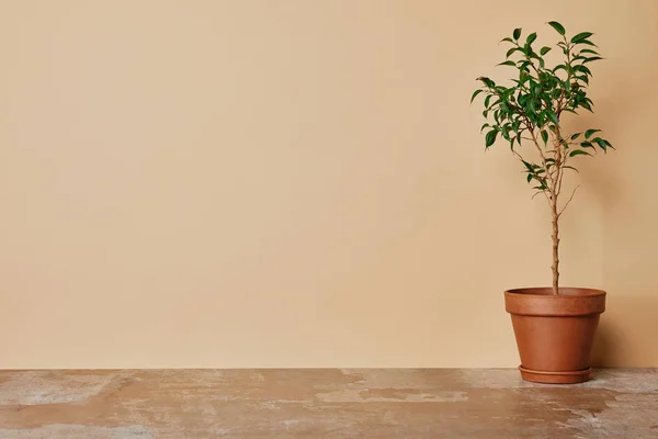 Plant Bloempot Tafel Beige Achtergrond — Stockfoto