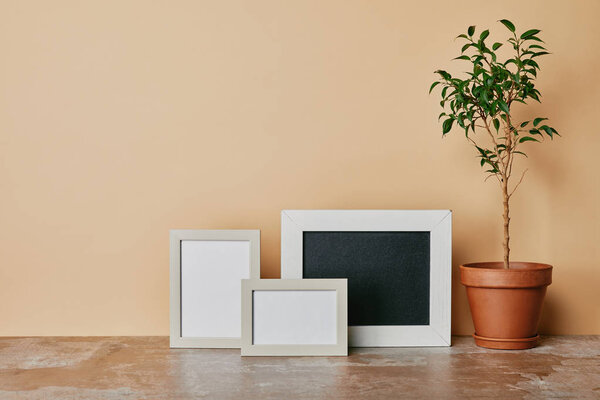 Белые фоторамки и растение в флоупоте на бежевом фоне
