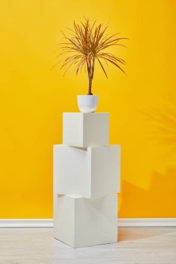 Beyaz Sıva küpleri sarı duvarının yakınında saksı houseplant