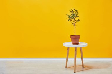 plant in flowerpot on little wooden table with yellow wall at background clipart
