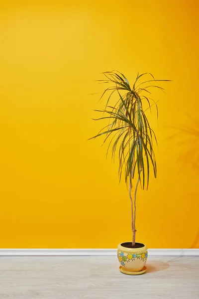 Φυτό Εσωτερικού Χώρου Γλάστρα Στο Πάτωμα Κοντά Στο Κίτρινο Τοίχο — Φωτογραφία Αρχείου