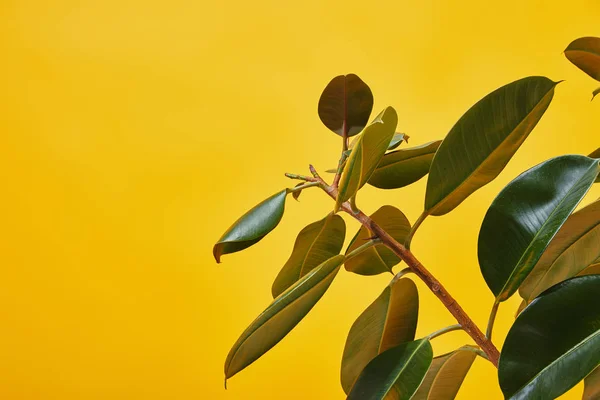 Close Ficus Big Green Leaves Isolated Yellow — Free Stock Photo