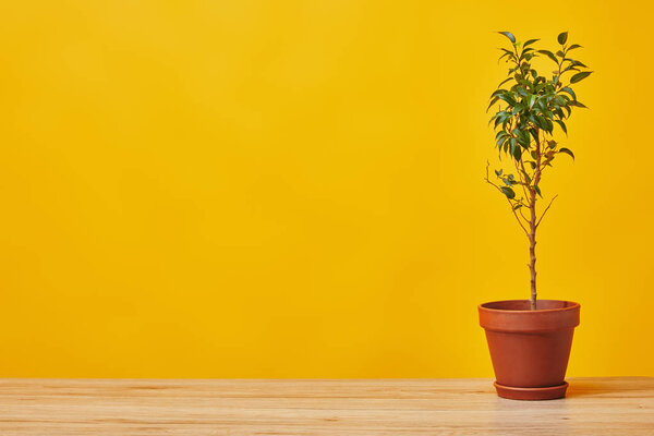 Plant in flowerpot at wooden table isolated on yellow