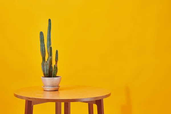 Kaktus Květináč Malý Dřevěný Stůl Žlutém Podkladu — Stock fotografie