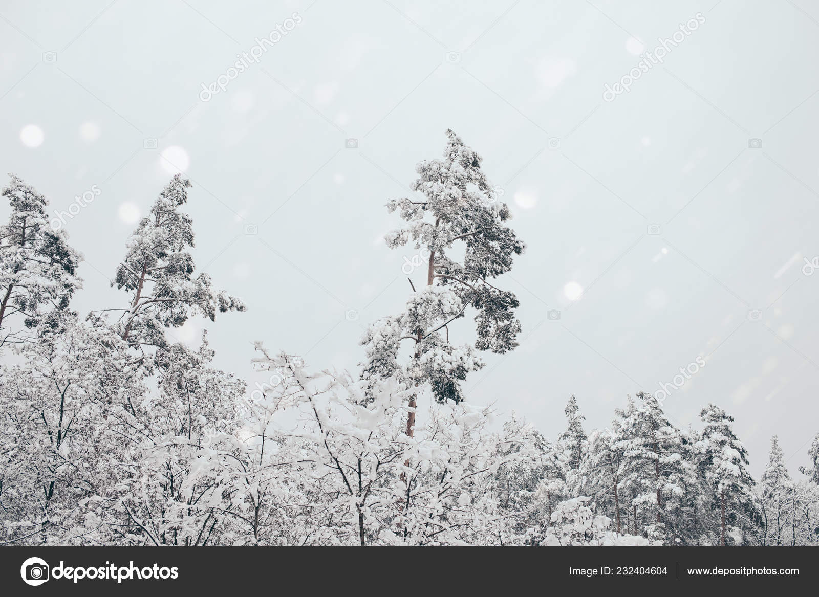冬林和模糊的雪花落雪的风景 免费图库图片 C Antonmatyukha 冬林和模糊的雪花落雪的风景 免费图库图片 C Antonmatyukha
