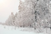 malebný pohled zasněžených stromů s boční osvětlení v zimě lese